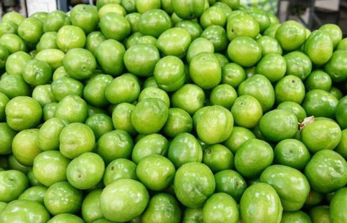 طرز تهیه رب گوجه سبز خانگی؛ رازهای طلایی برای رب آلوچه‌ای خوش‌طعم و ماندگار