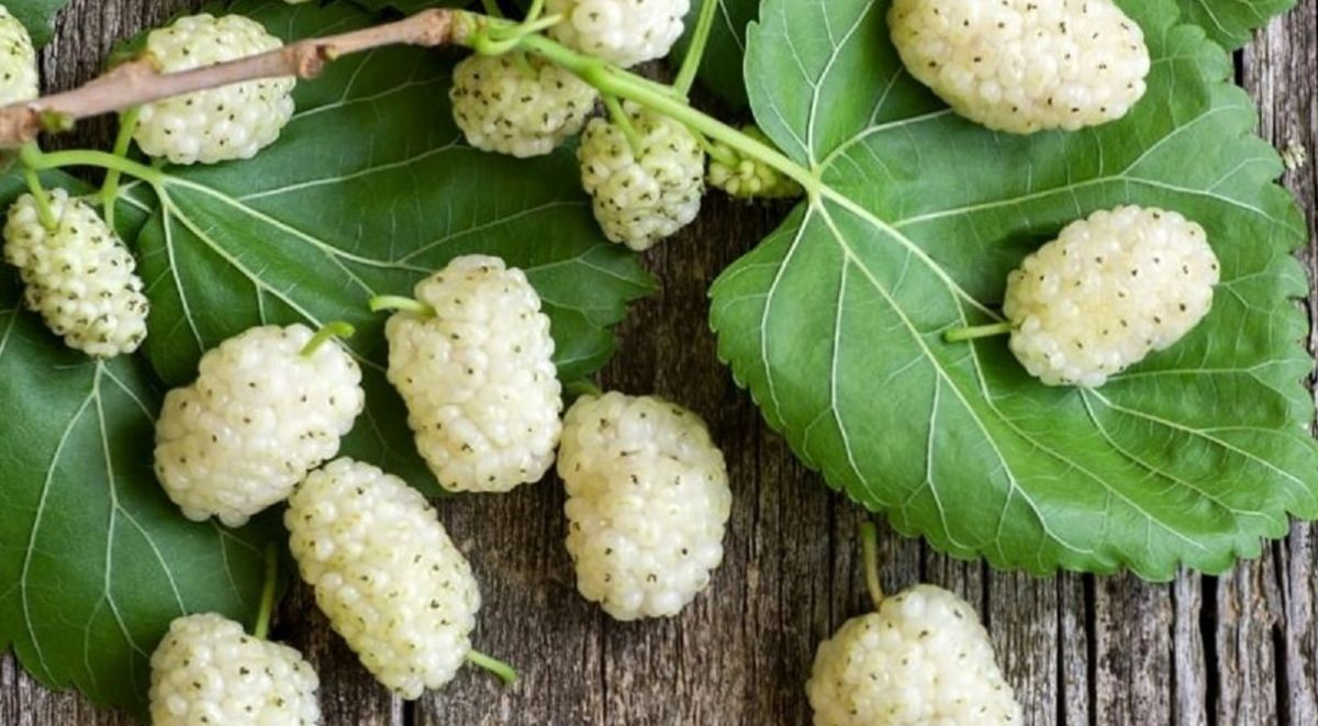 توت سفید؛ میوه‌ای ضد افسردگی و آرام‌بخش برای کاهش استرس و اضطراب